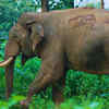 Article image for: Wayanad Wildlife Sanctuary, <i class="tbold">kerala</i>
