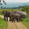 Article image for: Kaziranga National Park, <i class="tbold">Assam</i>