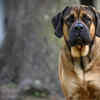 English Mastiff