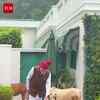 Article image for: PM Modi Shares Reel of Feeding His Animal Friends
