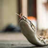 Article image for: Snake in the house during <i class="tbold">monsoon</i>? 7 things you should NEVER do