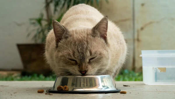 Dry vs Wet Cat Food: Nutrition, Cost & Convenience Compared for Cat Parents
