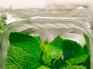 How to store mint leaves and keep them fresh for longer