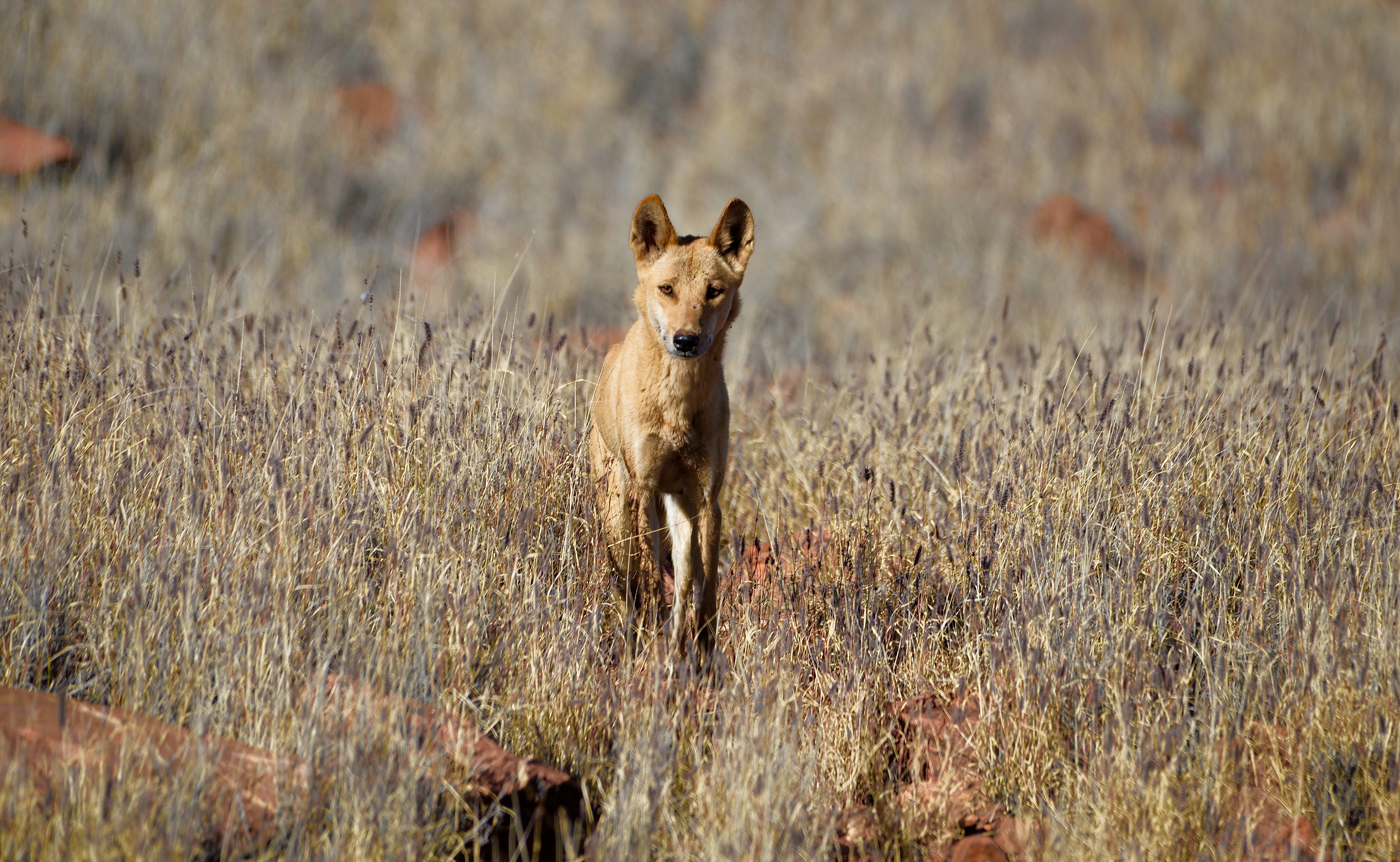 Wild dog