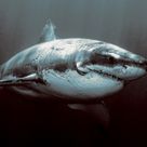 Sharks37's profile picture