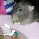 Fiona Barnes's profile picture