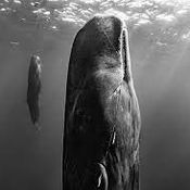 Sleeping Whales