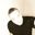 Lorenzo Chi's profile picture