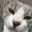 kikuriso's profile picture