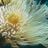Leen Tack's profile picture