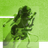 The Dandelion Set's profile picture