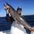 Mark Snellman's profile picture