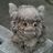 Shinsuke Tsutsumi's profile picture