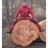 Enea Schera's profile picture