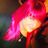 Va Nedda's profile picture