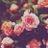 HQ Phúc's profile picture