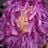 Niki Wheeler's profile picture