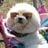 Michael Dog's profile picture