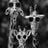 Vicky Cairns's profile picture