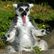 Vikash Psy's profile picture