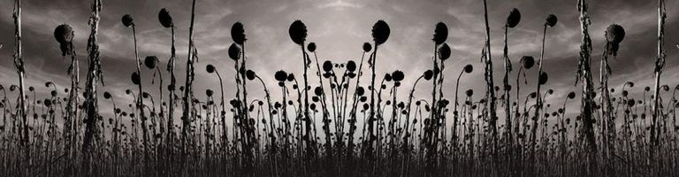 Tristan Thorne cover image