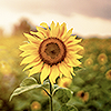 dariaw: Sunflower in foreground, with a sun-drenched field of sunflowers and the horizon in fuzzy focus in the background (sunflower)