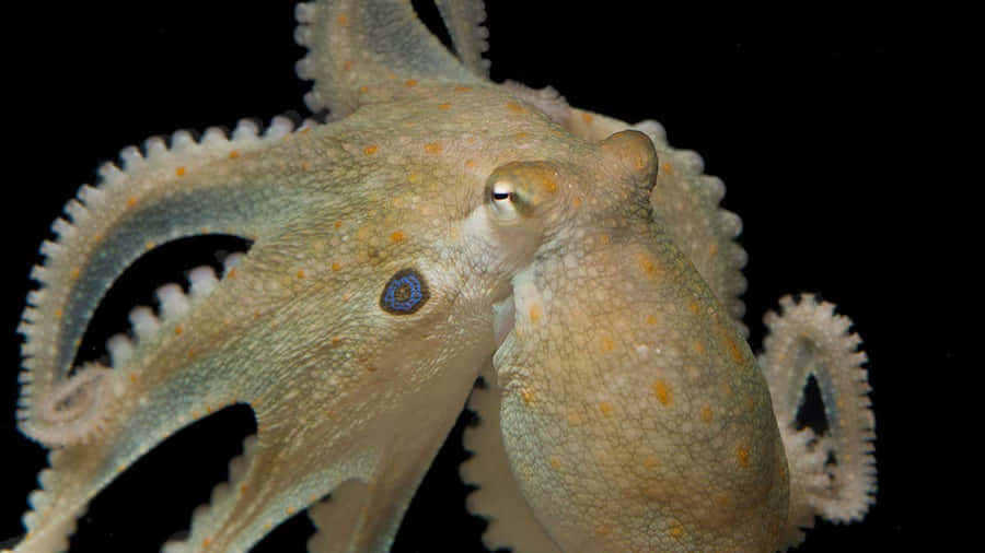 Céphalopode Fond d'écran