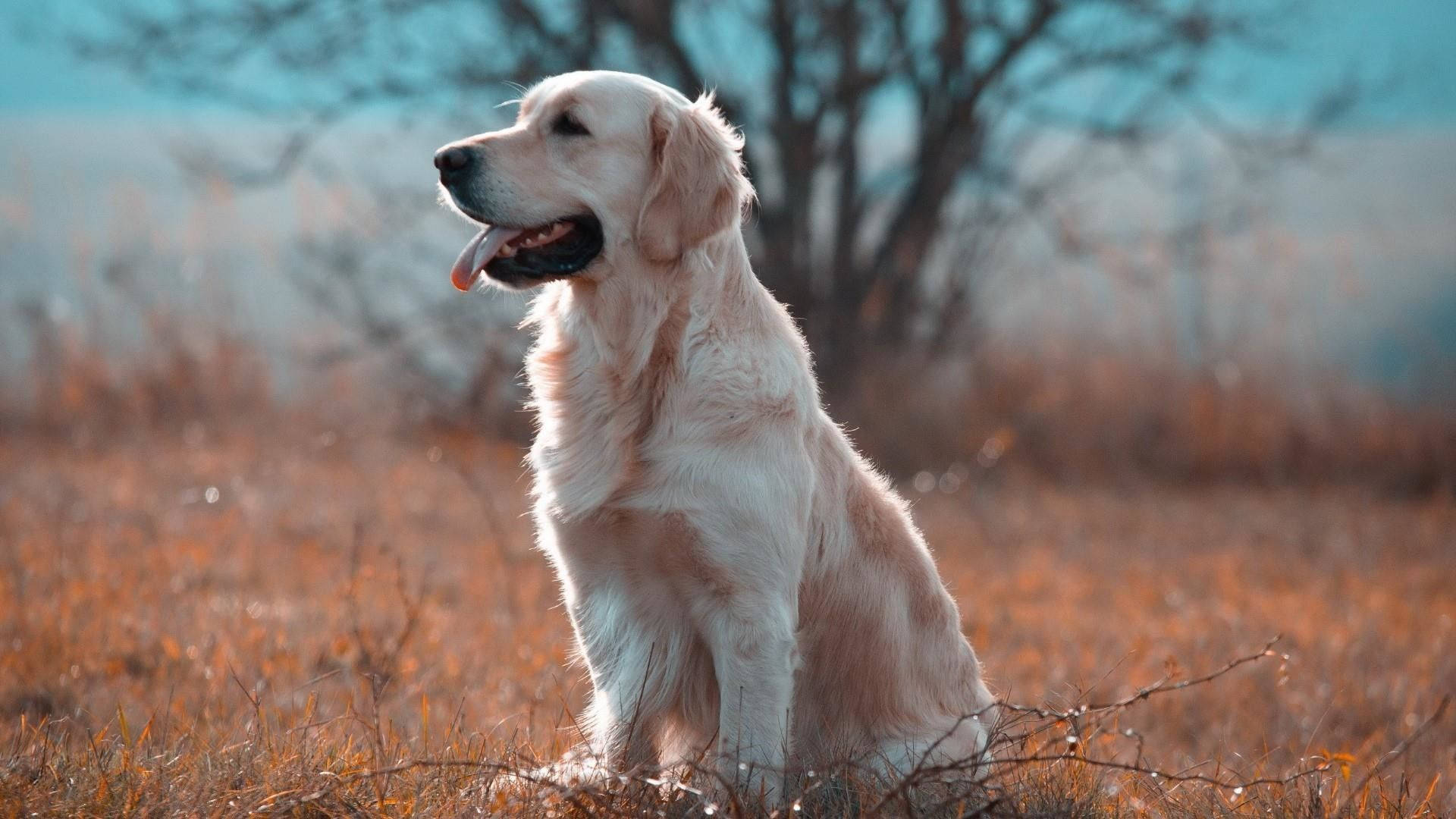 Labrador Bakgrunnsbildet