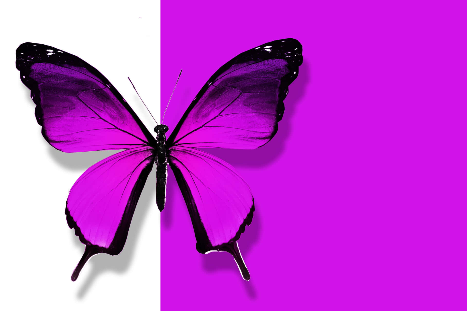 2736x1824 — 2736x1824 Achtergronden