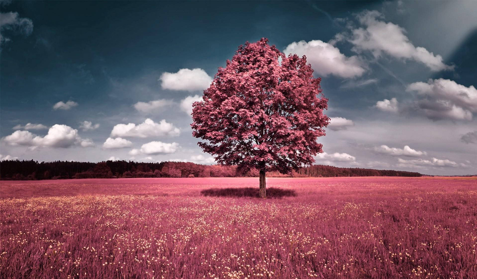 A lone pink tree in a pink field under a cloudy sky.