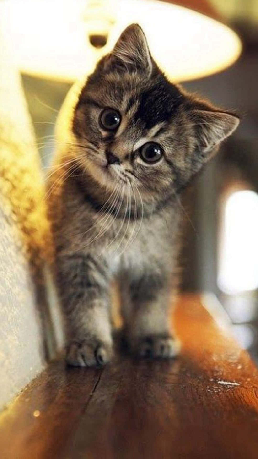 Images de chats mignons — Chat Fonds d'écran