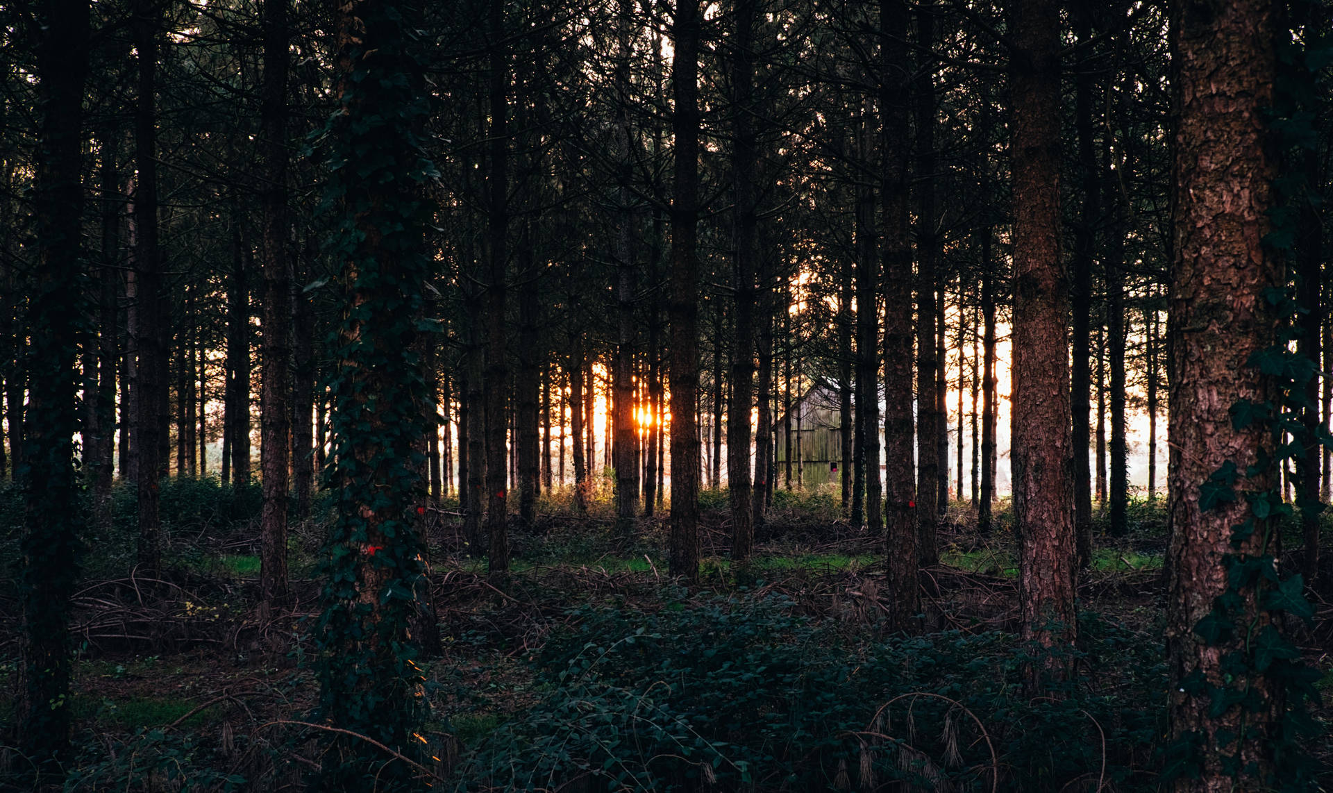 Skog med mörka granar på kvällen tapet