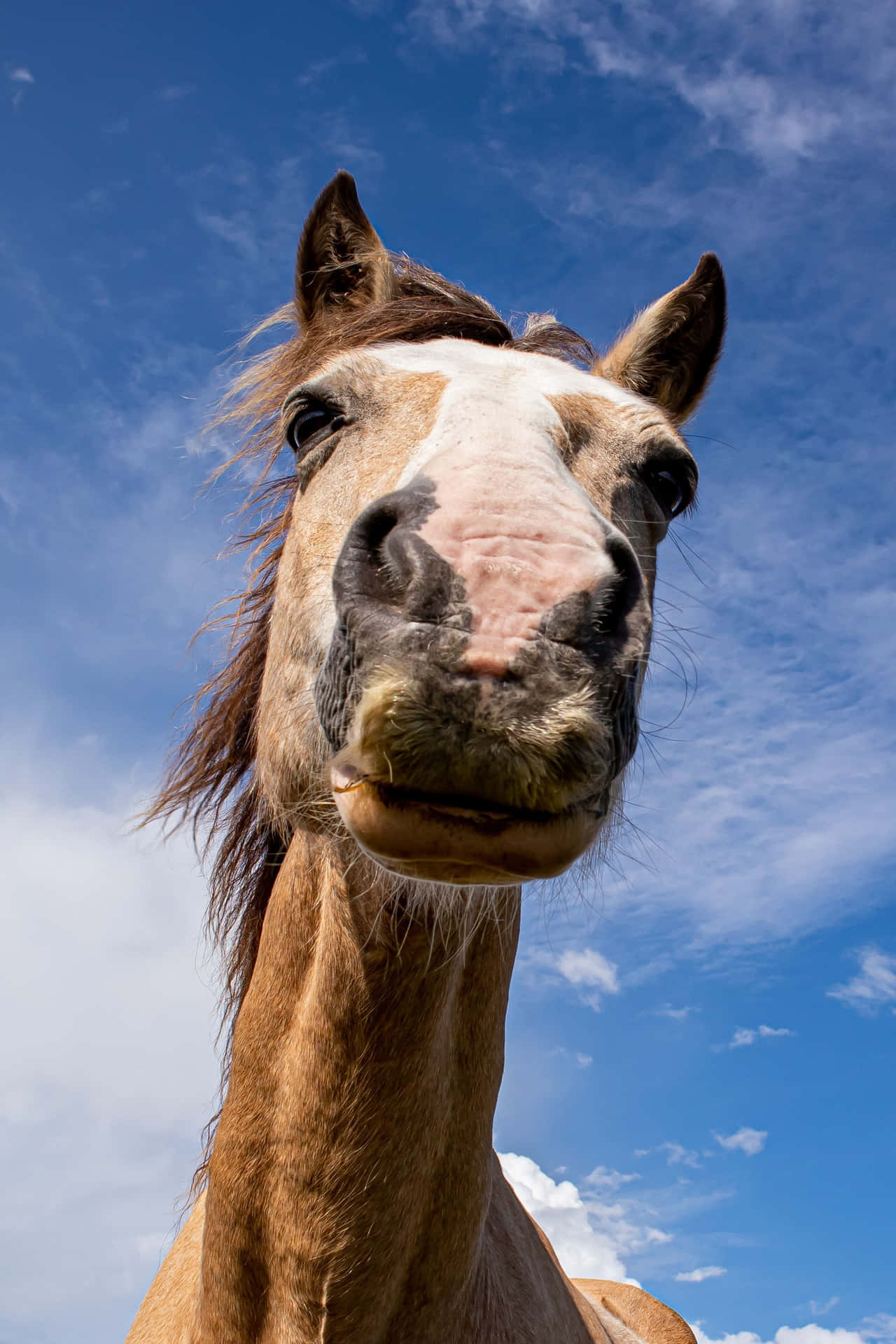 Un cheval avec des marques brunes et blanches regarde vers l'appareil photo sous un ciel bleu. — Animal Fonds d'écran