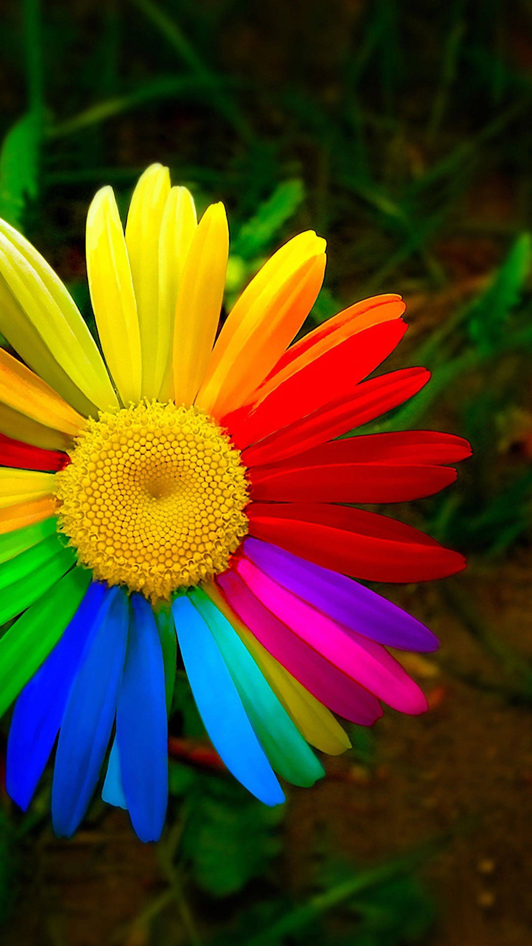 Una margherita arcobaleno con petali vividi in un ambiente naturale. — Fiore Sfondi