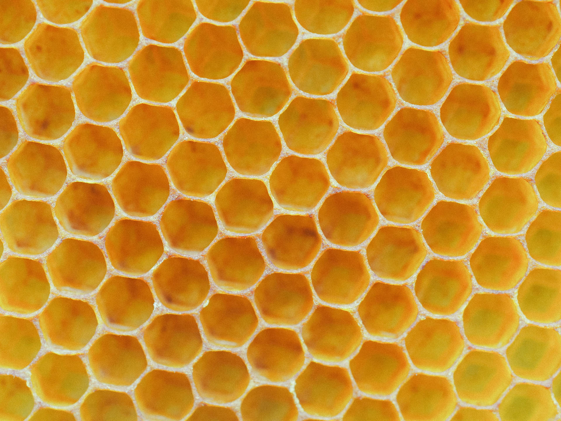 Honungskaka Ljusgul — Honeycomb Bilder