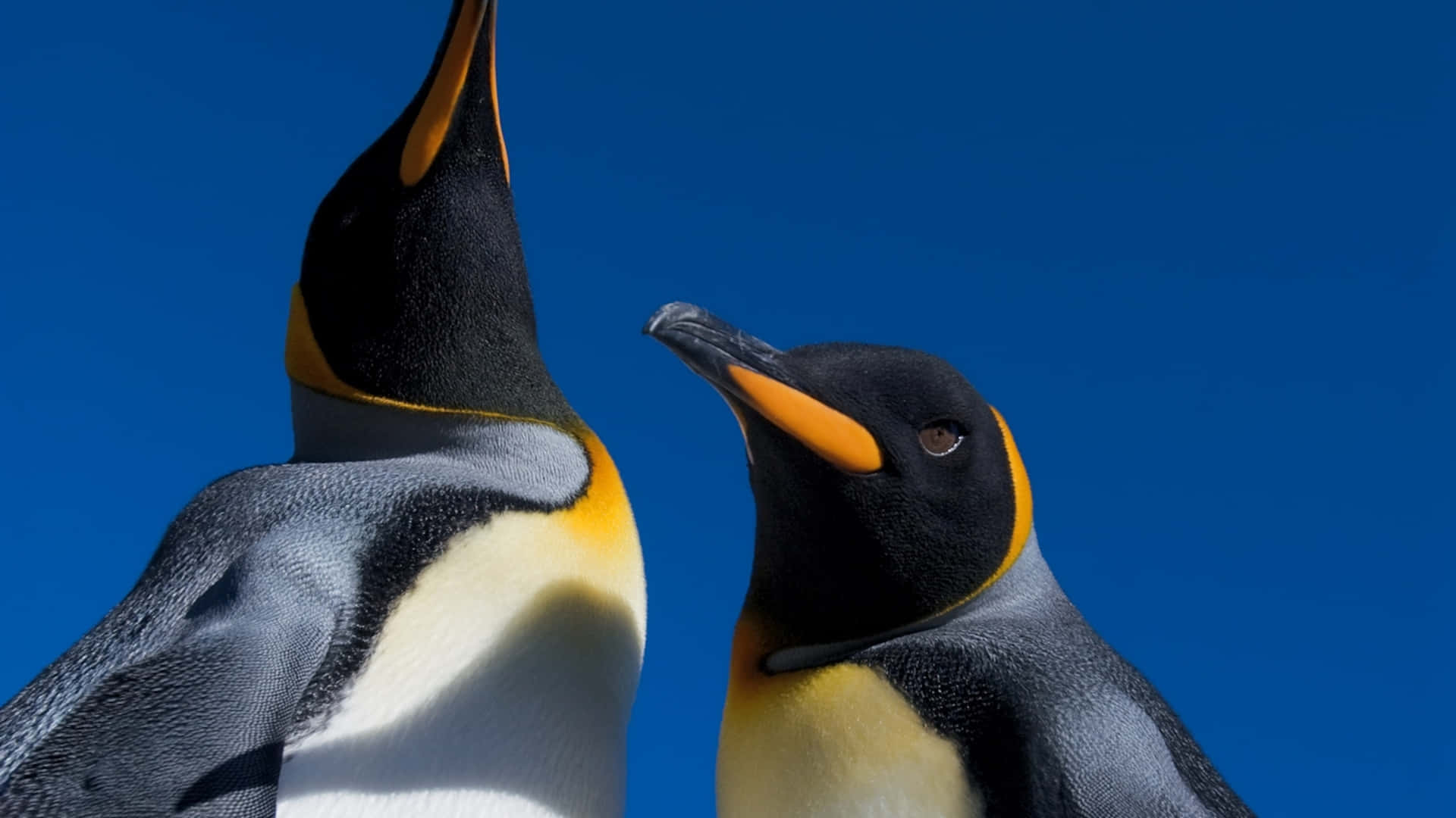 To kongepingviner med levende fjærdrakt mot en klar blå himmel, den ene vendt fremover, den andre ser opp. — Penguin Bakgrunner