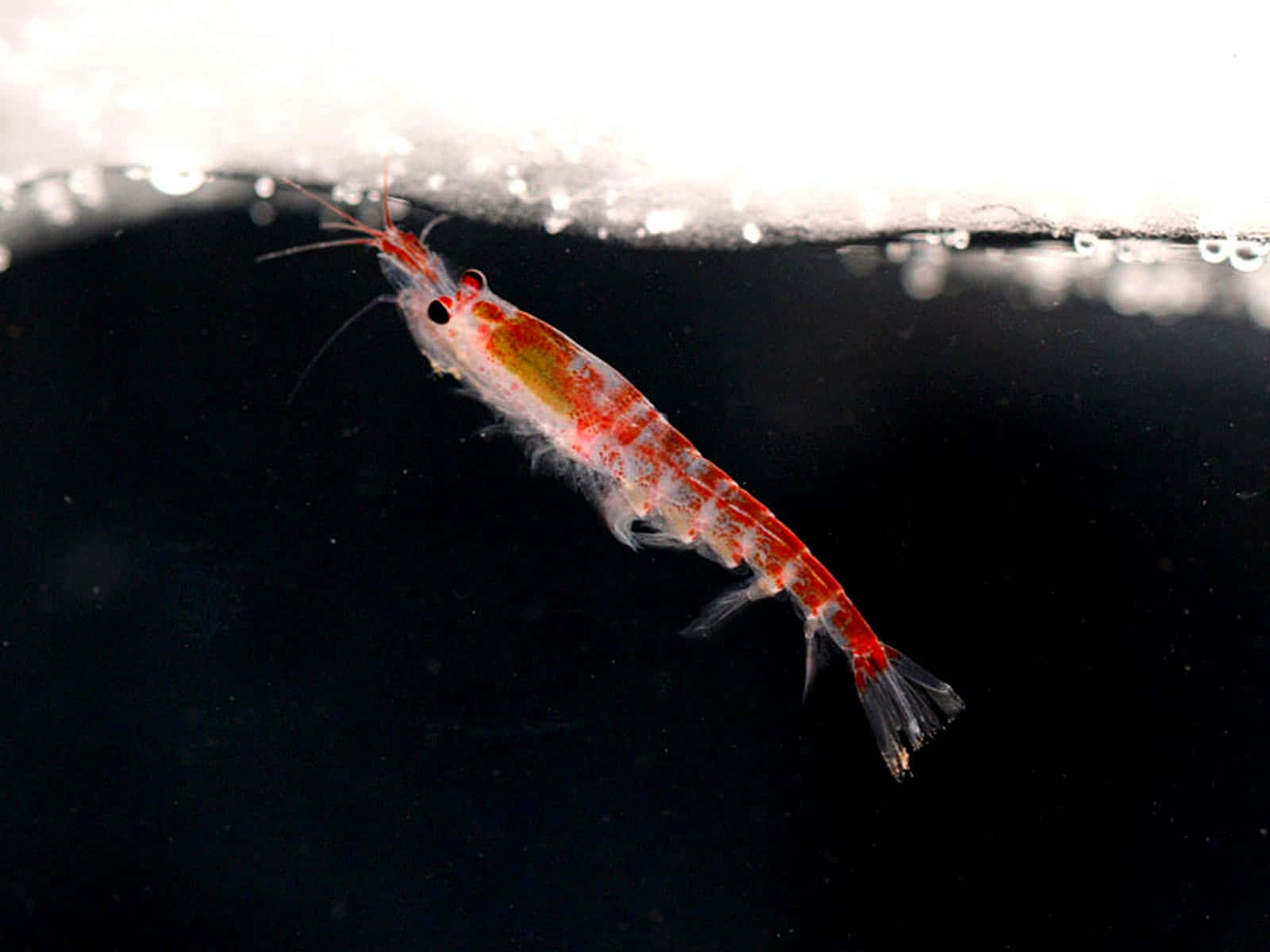 Krill Nadando Perto da Superfície Papéis de Parede — Um único krill é representado contra um fundo escuro, flutuando perto da superfície da água com gotículas visíveis acima.