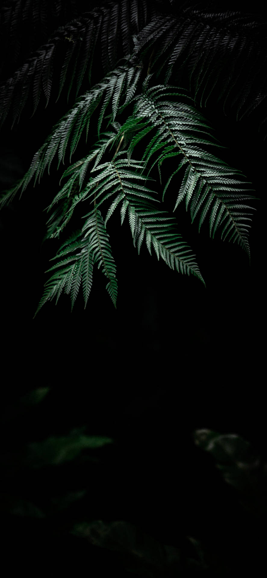 Plante Iphone