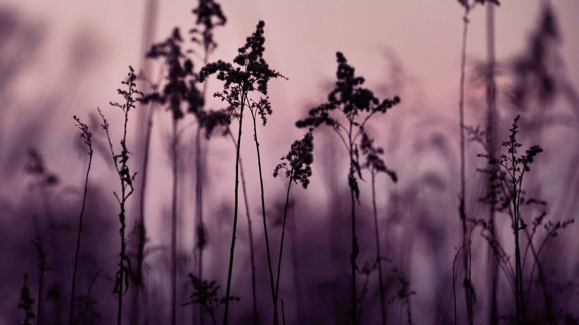 Tall grasses in silhouette against a purple twilight sky — Flower Aesthetic Wallpaper