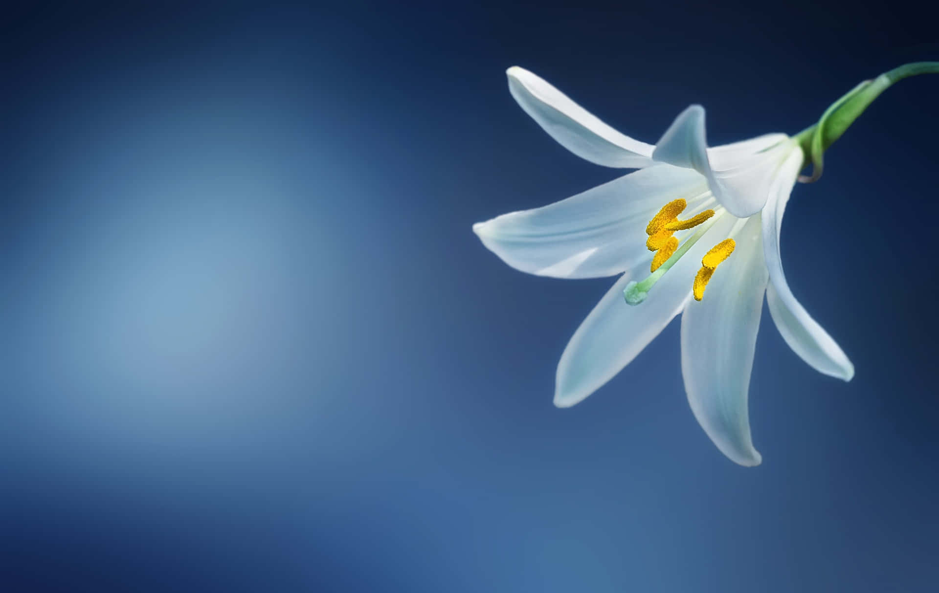 Transparante Lelie Bloem Achtergrond