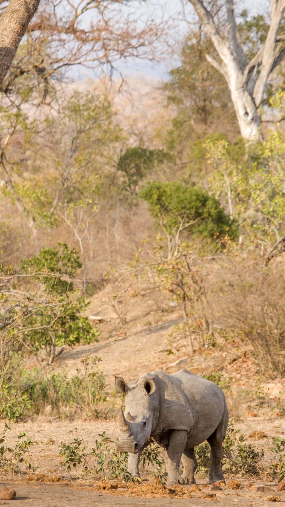 Um rinoceronte branco está em uma paisagem seca de savana com árvores e arbustos esparsos sob um céu claro.