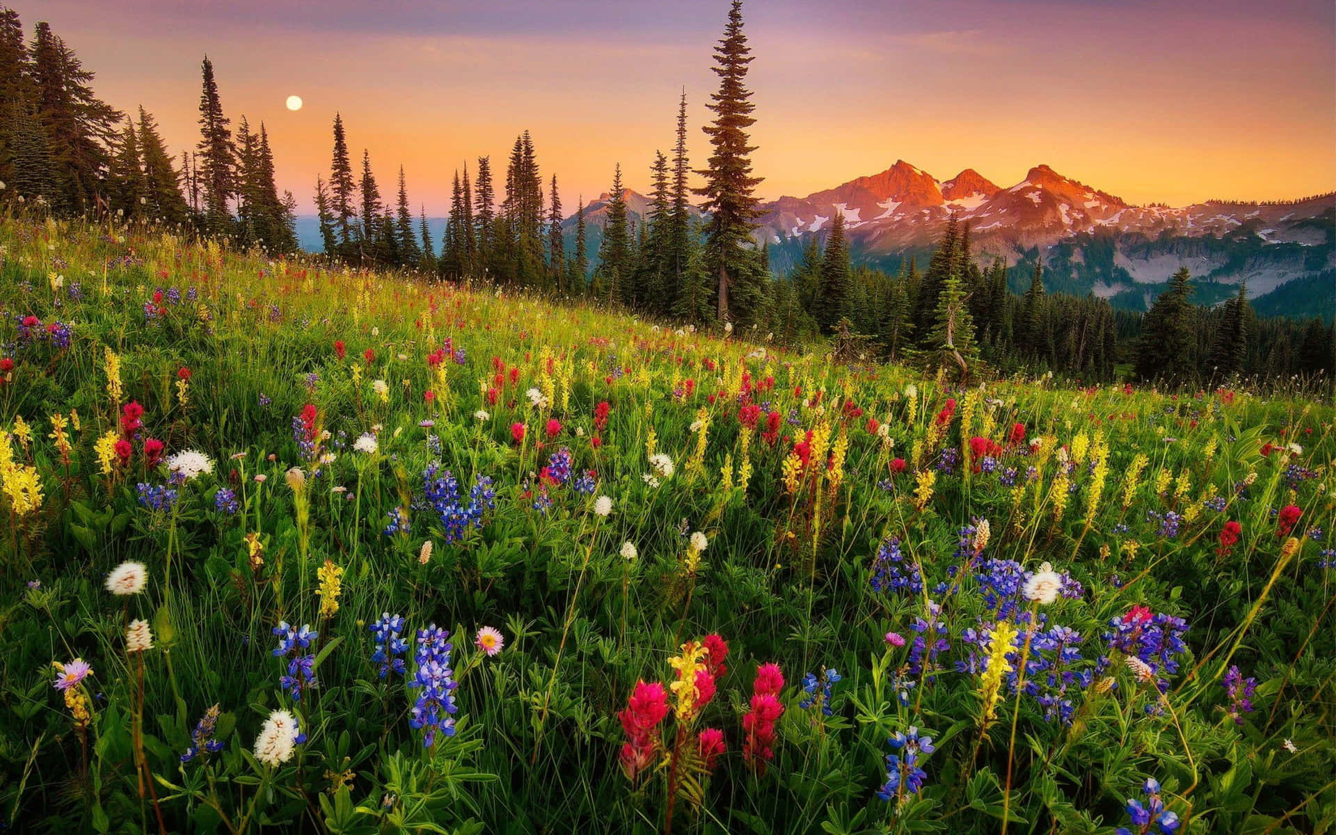 Et lys og livligt felt af vilde blomster. Wallpaper
