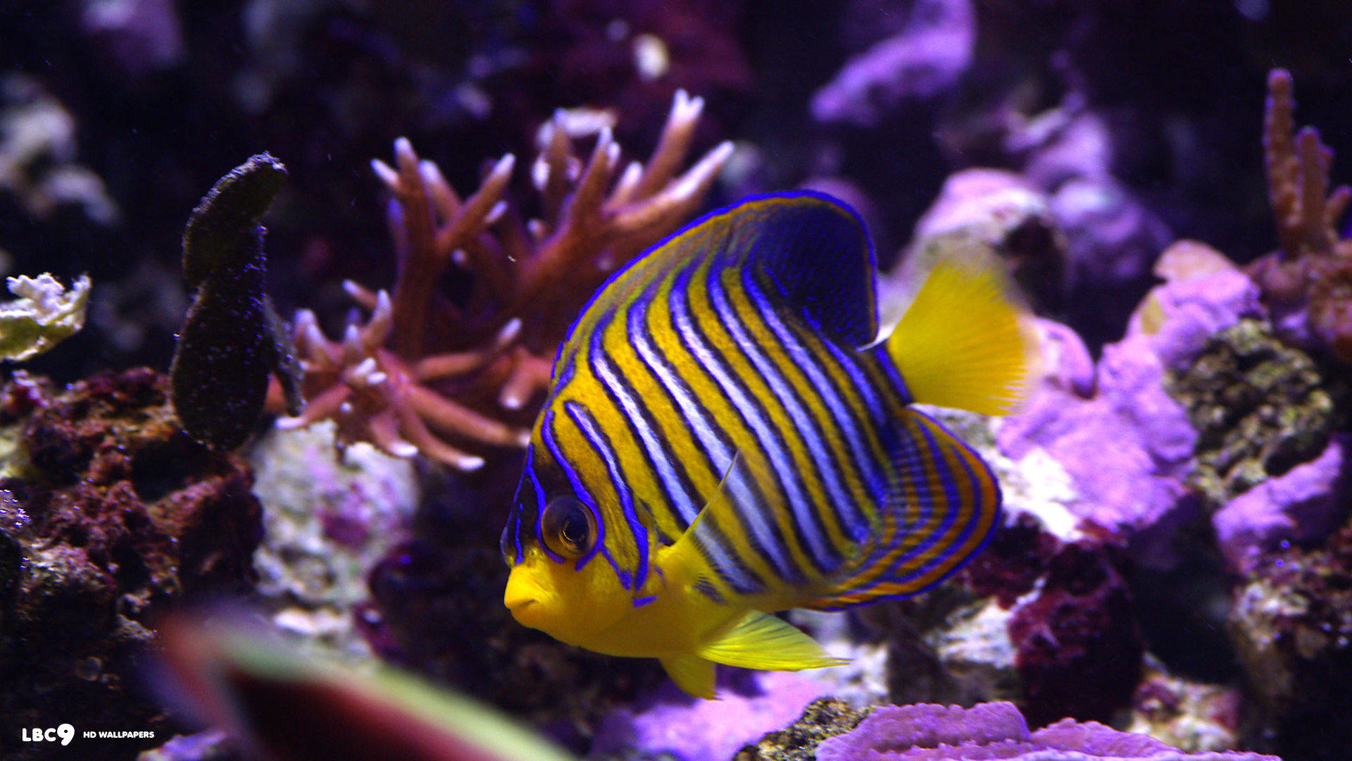 Pesce giallo blu sfondo.