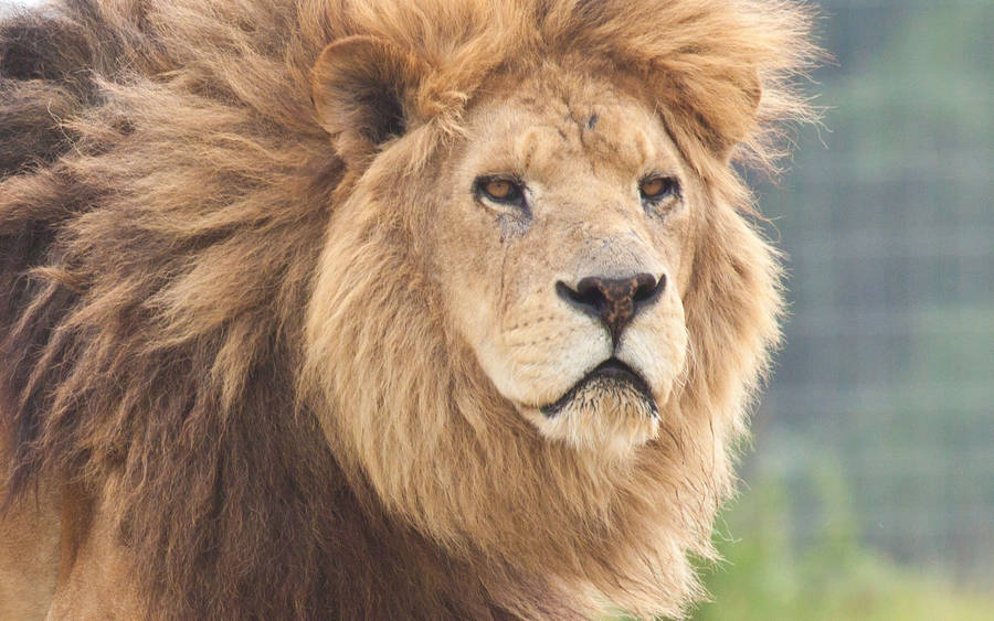 Preview wallpaper lion, face, predator