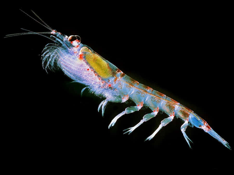 Antarktisk krill nærbilde