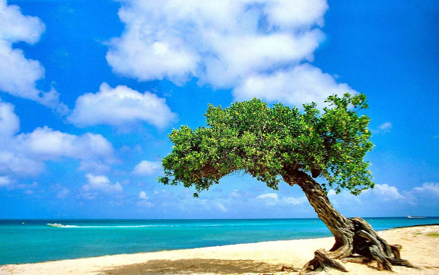 1920x1200 Tree HD Wallpaper and Background Image