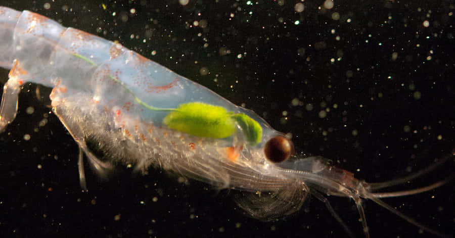 Bildetekst: "En sværm av krill i dype hav"