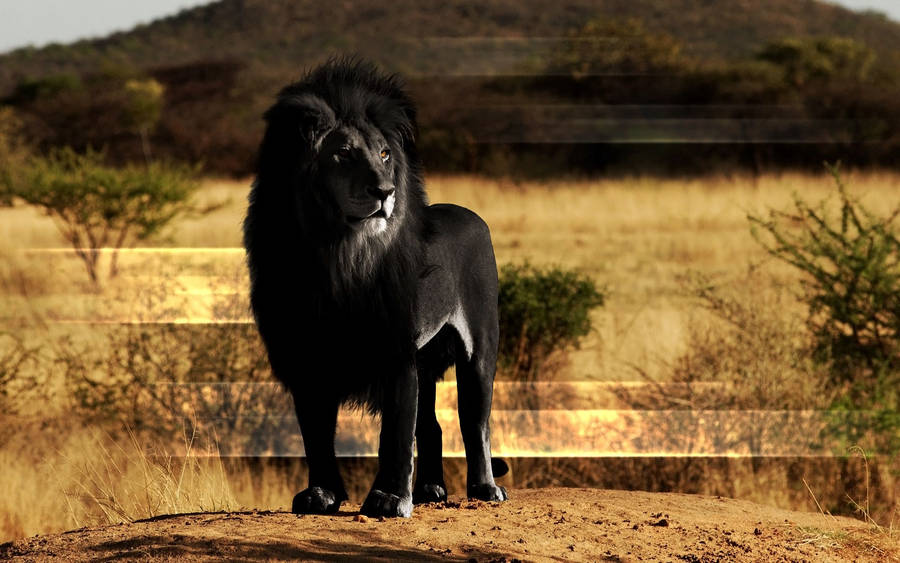 Preview wallpaper lion, black lion, mane, rock