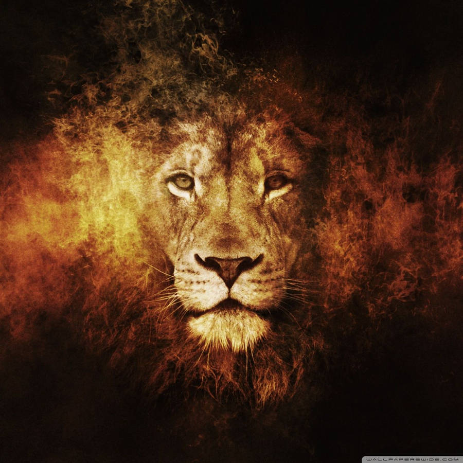 1280x1280 Lion ❤ 4K HD Desktop Wallpaper for 4K Ultra HD TV • Tablet