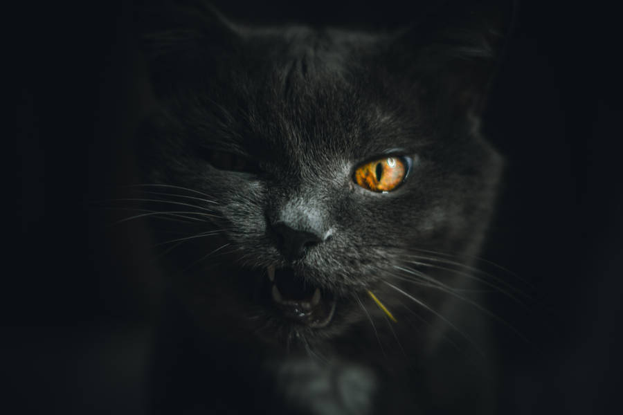 Preview wallpaper cat, gray, pet, face